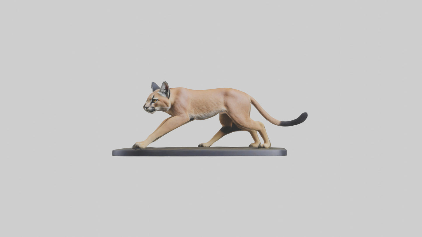 3D model Caracal hunting model VR / AR / low-poly