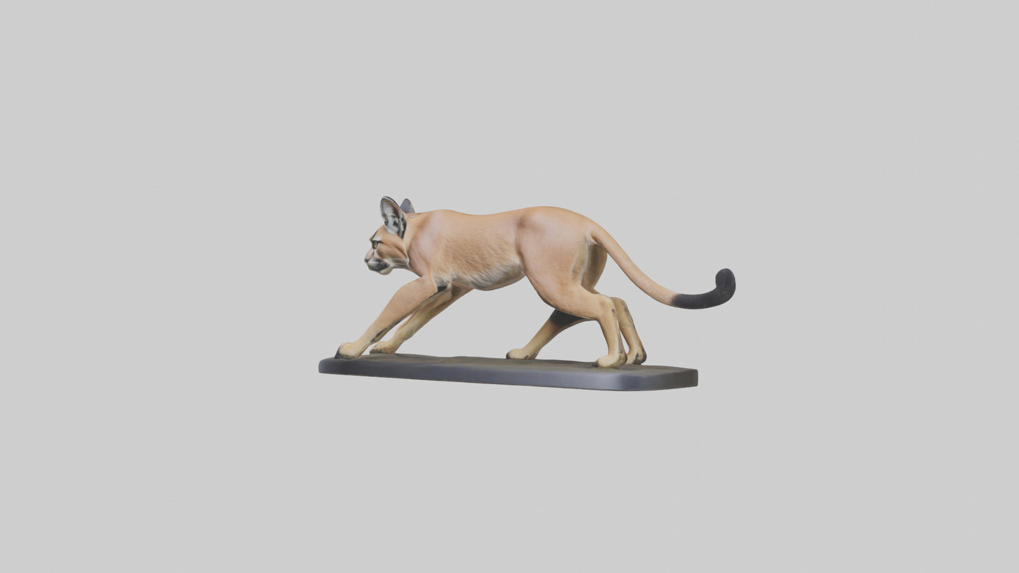 3D model Caracal hunting model VR / AR / low-poly