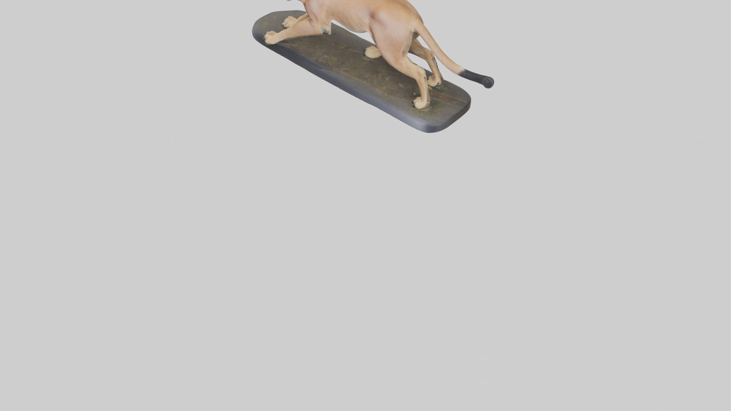 3D model Caracal hunting model VR / AR / low-poly