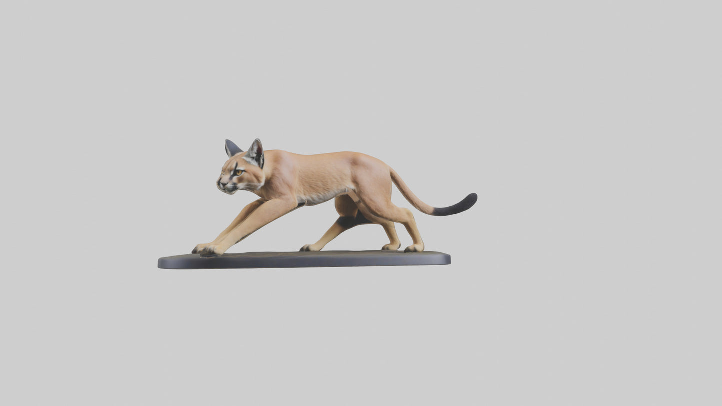 3D model Caracal hunting model VR / AR / low-poly