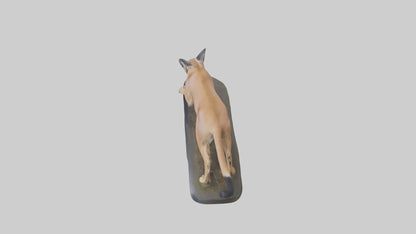 3D model Caracal hunting model VR / AR / low-poly