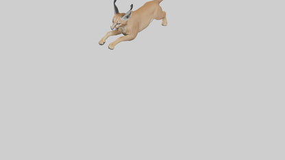 3D model Caracal leaping model VR / AR / low-poly