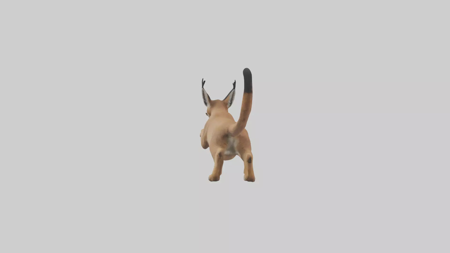 3D model Caracal leaping model VR / AR / low-poly