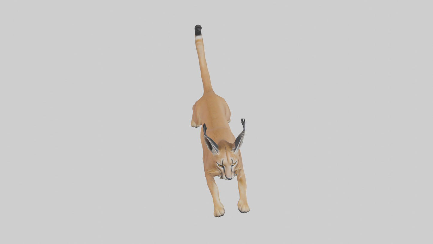 3D model Caracal leaping model VR / AR / low-poly