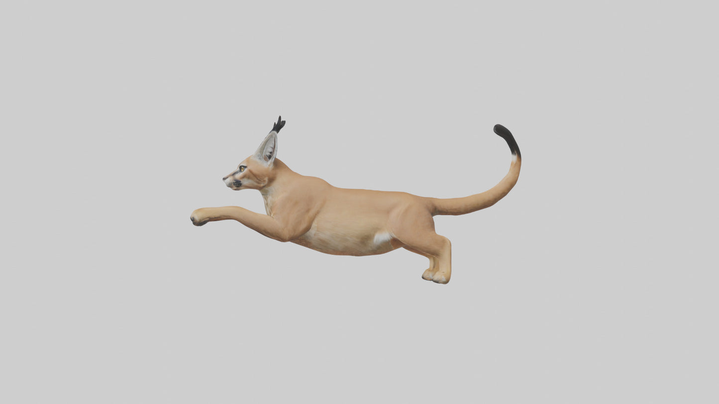 3D model Caracal leaping model VR / AR / low-poly