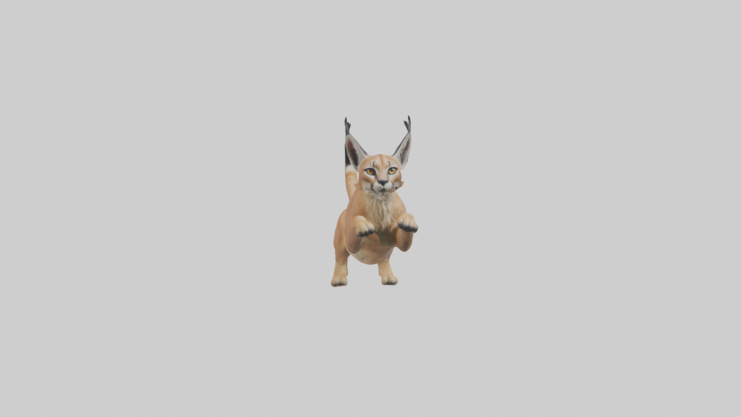 3D model Caracal leaping model VR / AR / low-poly