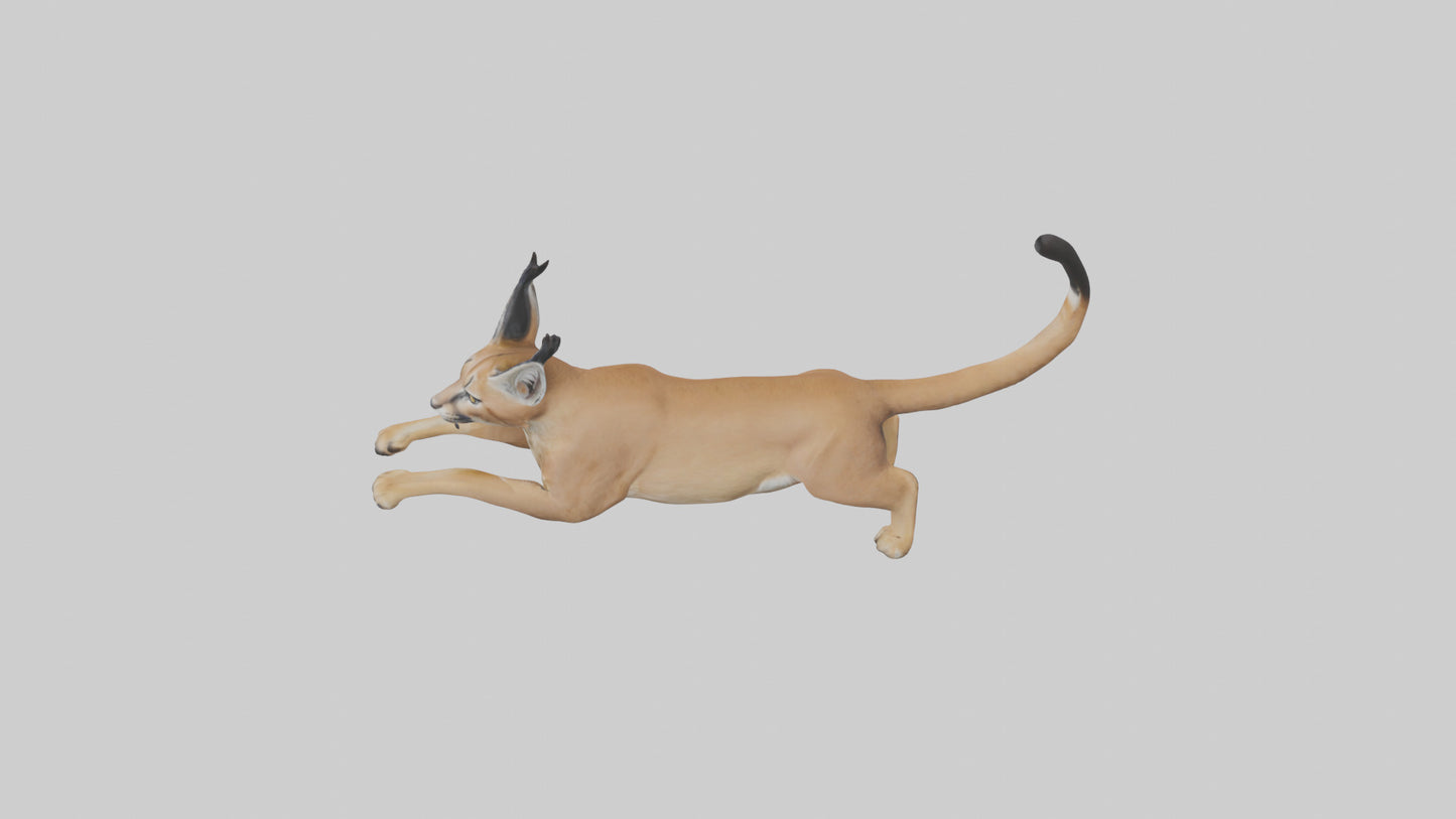 3D model Caracal leaping model VR / AR / low-poly