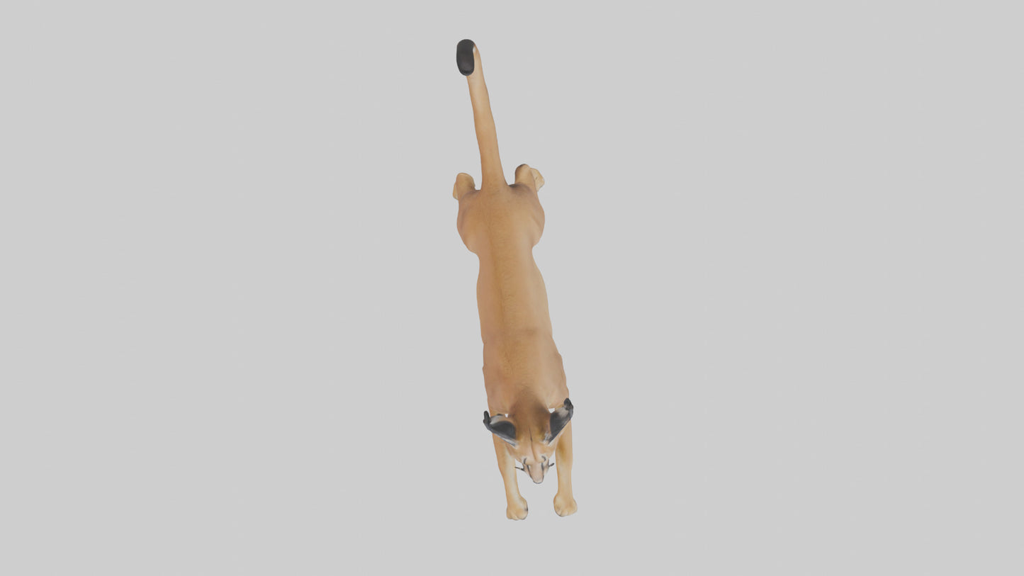 3D model Caracal leaping model VR / AR / low-poly