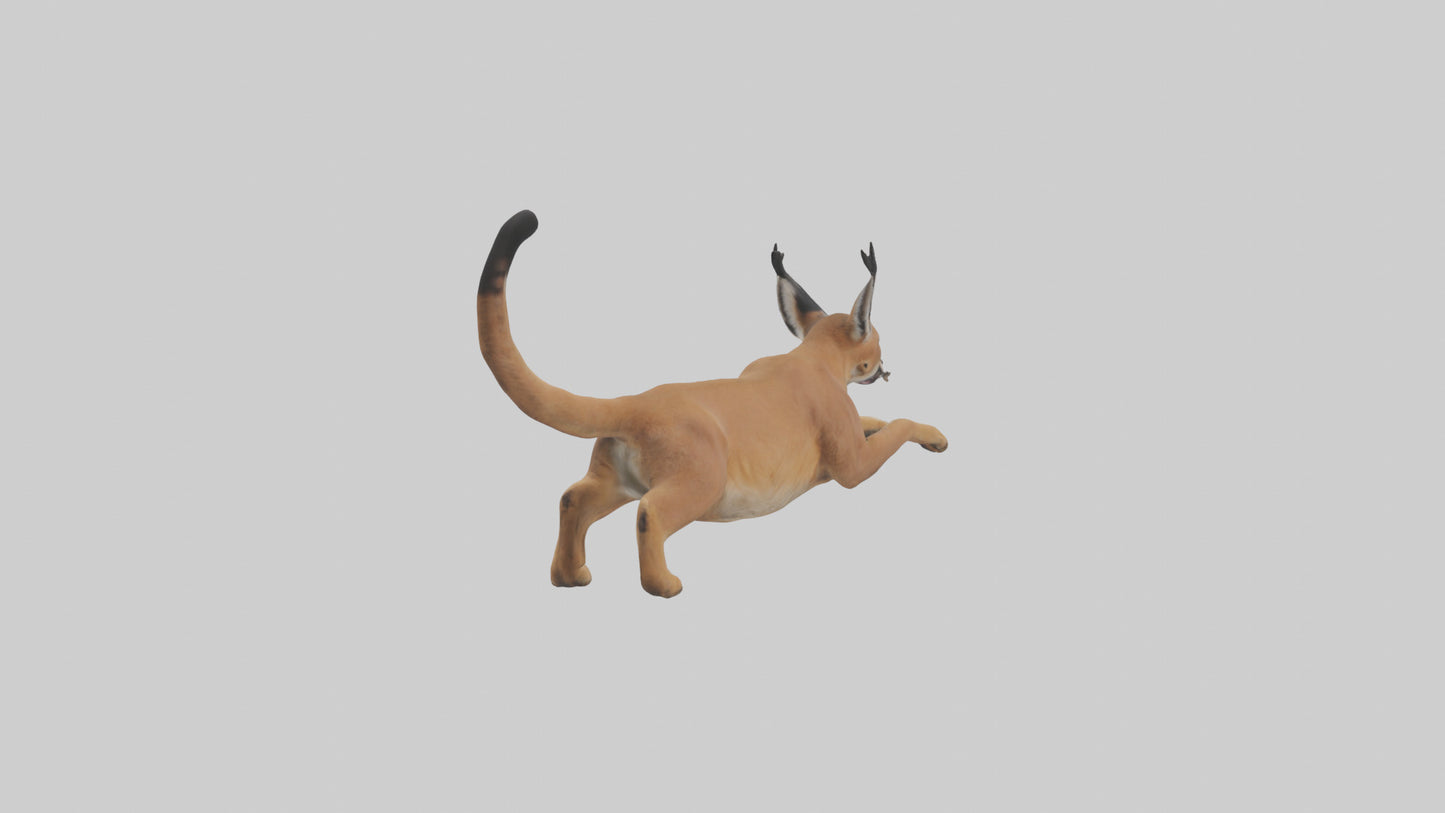 3D model Caracal leaping model VR / AR / low-poly