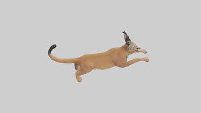 3D model Caracal leaping model VR / AR / low-poly