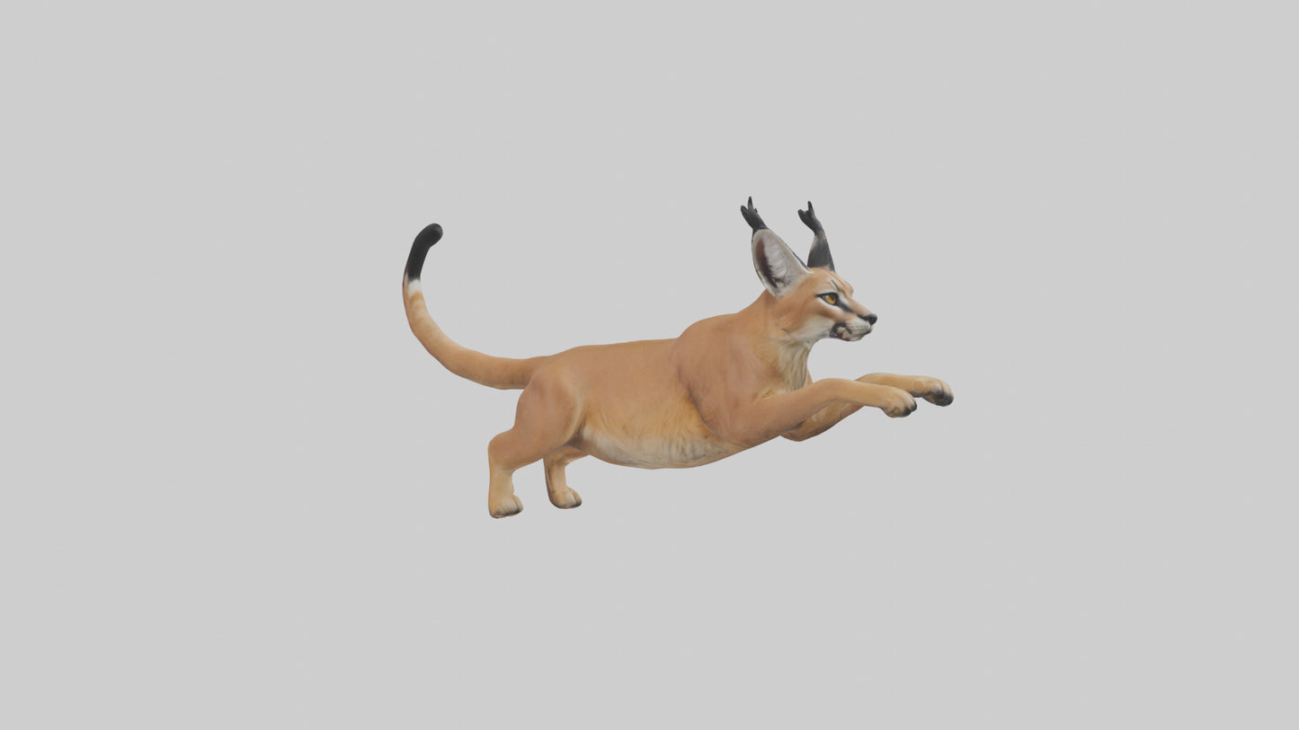 3D model Caracal leaping model VR / AR / low-poly