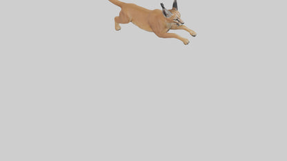 3D model Caracal leaping model VR / AR / low-poly
