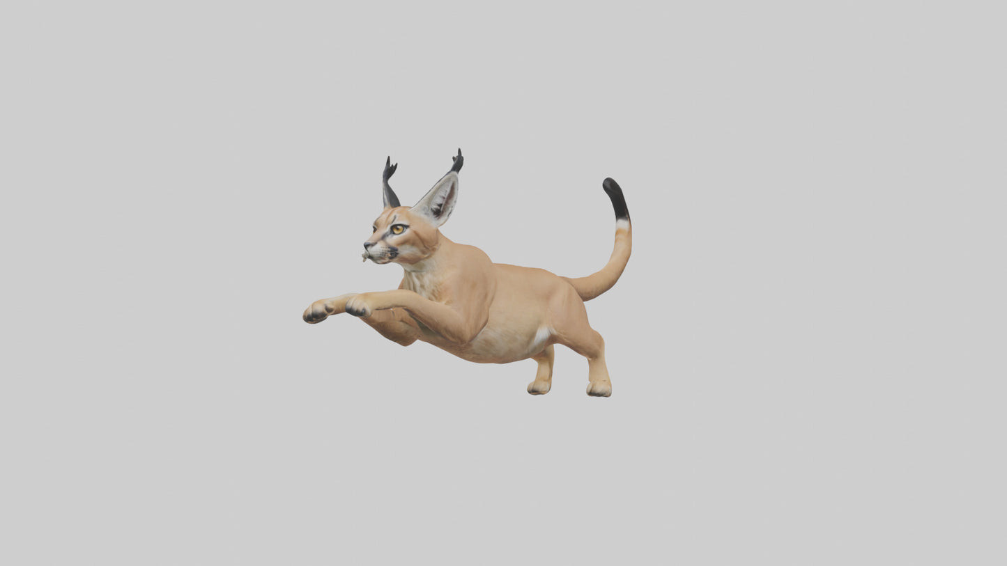 3D model Caracal leaping model VR / AR / low-poly