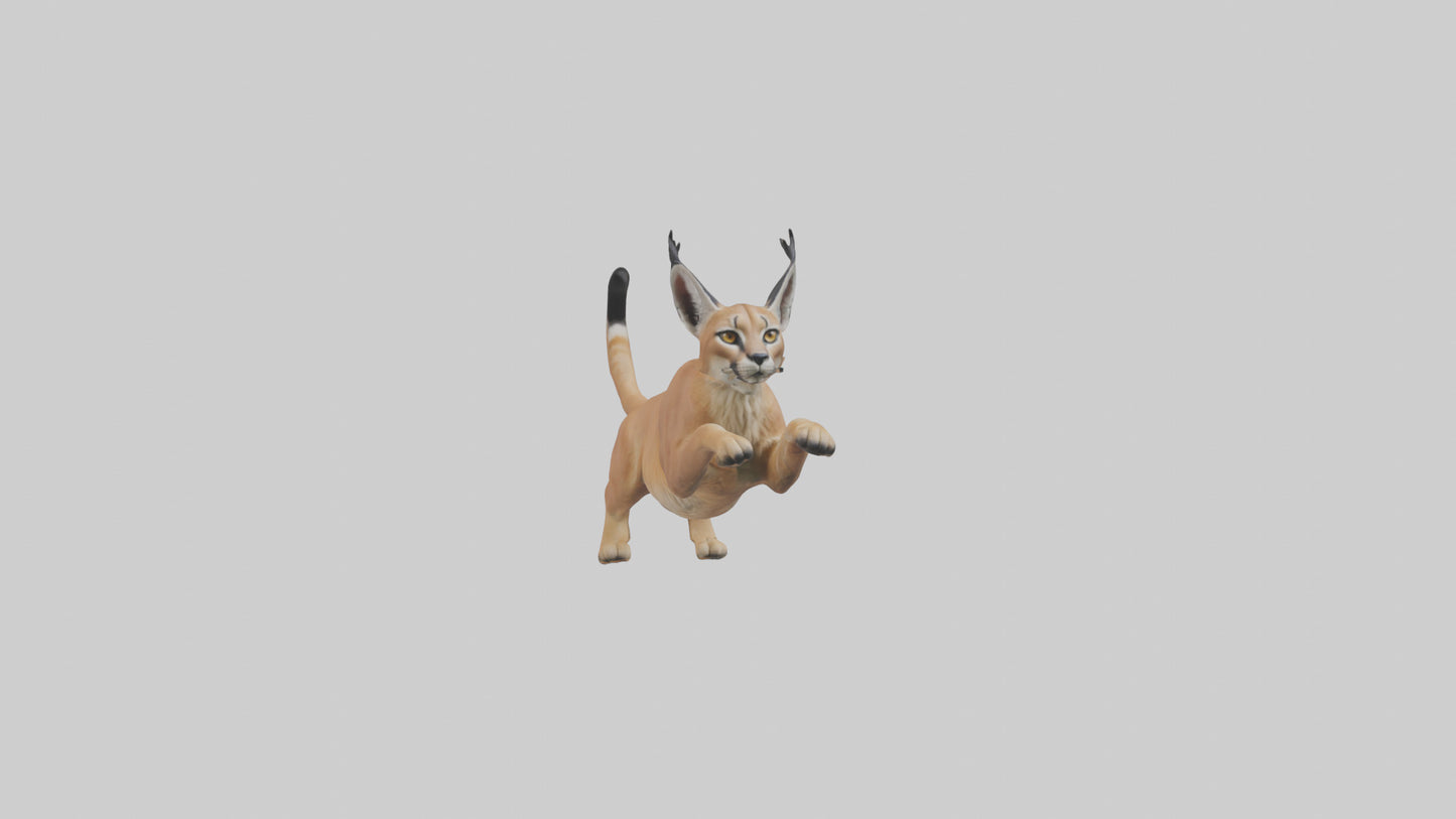 3D model Caracal leaping model VR / AR / low-poly