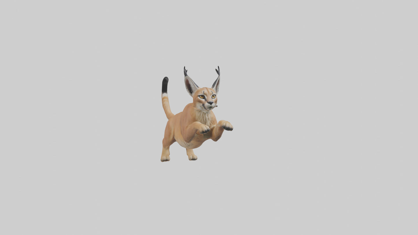 3D model Caracal leaping model VR / AR / low-poly