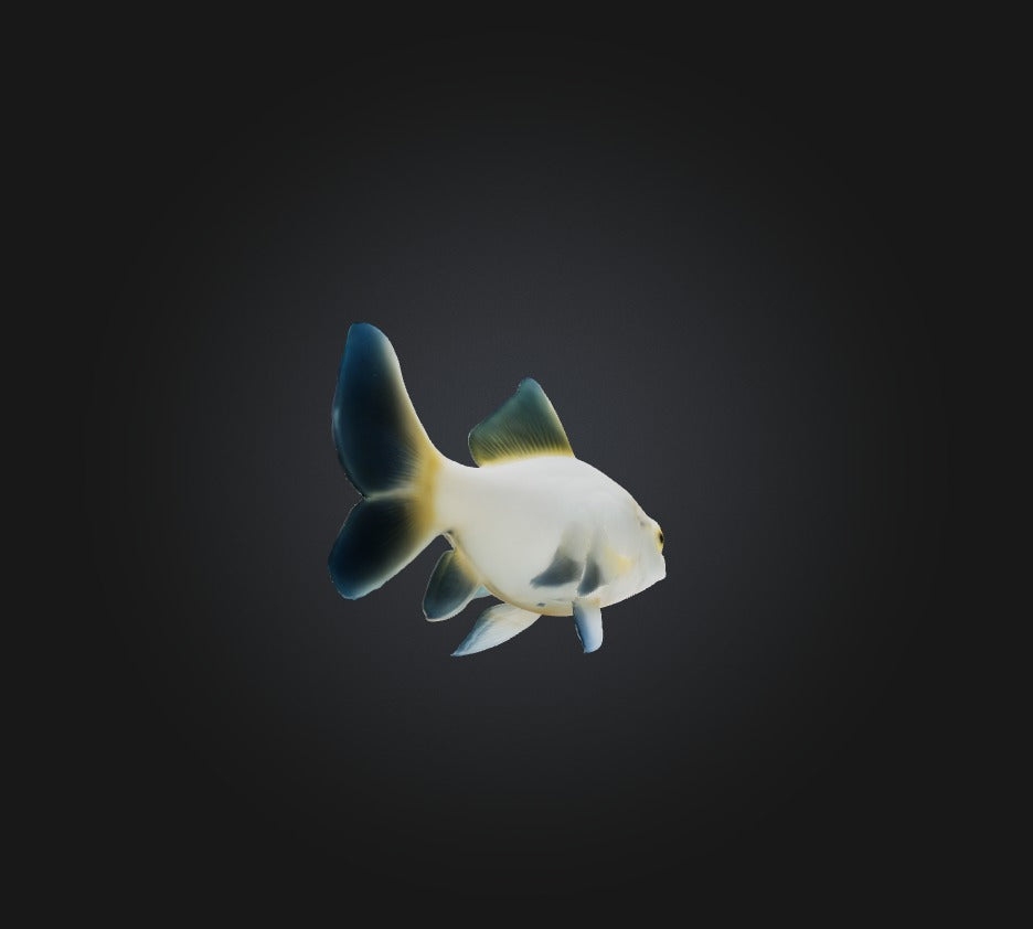 3D model Carassius auratus Fish VR / AR / low-poly