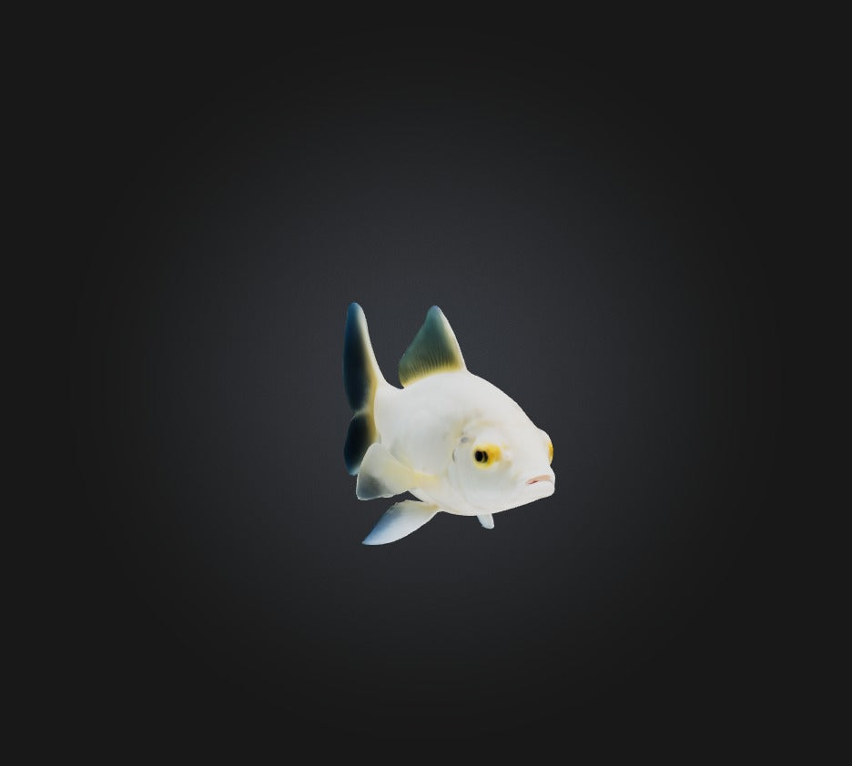 3D model Carassius auratus Fish VR / AR / low-poly
