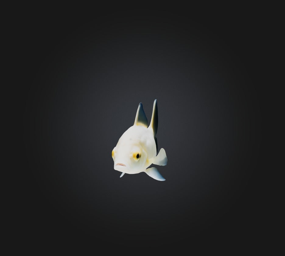 3D model Carassius auratus Fish VR / AR / low-poly