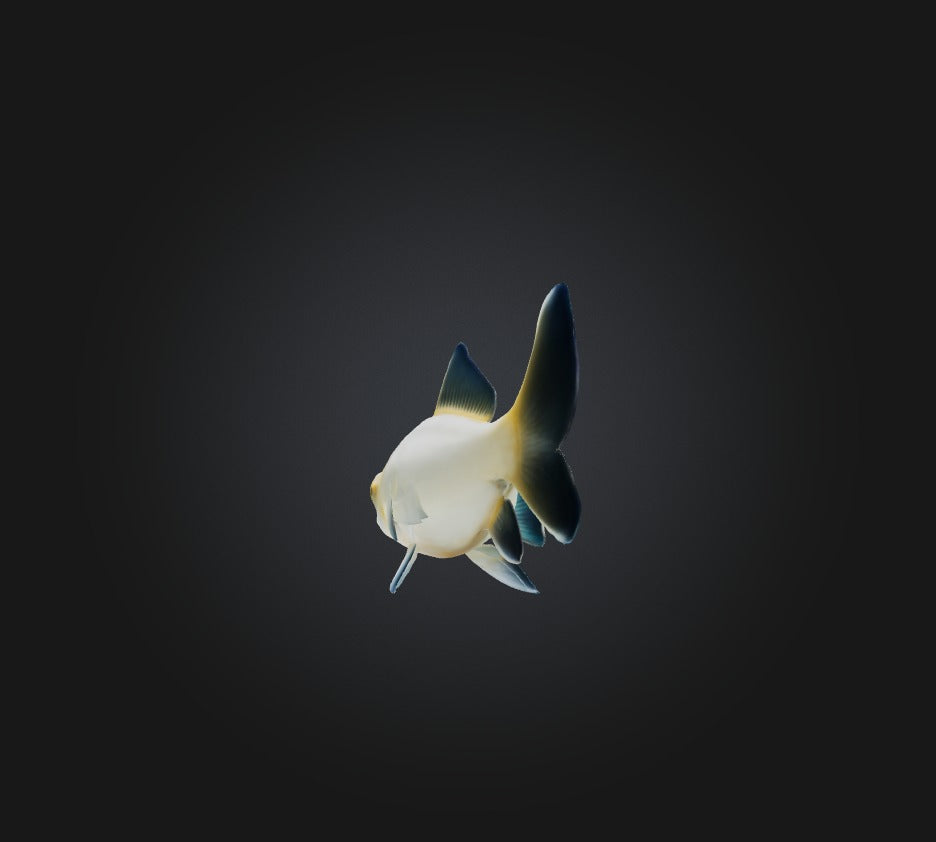 3D model Carassius auratus Fish VR / AR / low-poly