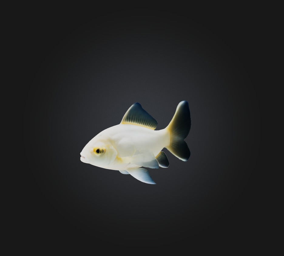 3D model Carassius auratus Fish VR / AR / low-poly