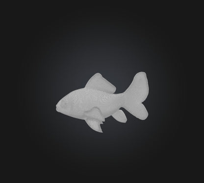 3D model Carassius auratus Fish VR / AR / low-poly