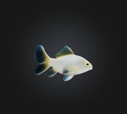 3D model Carassius auratus Fish VR / AR / low-poly