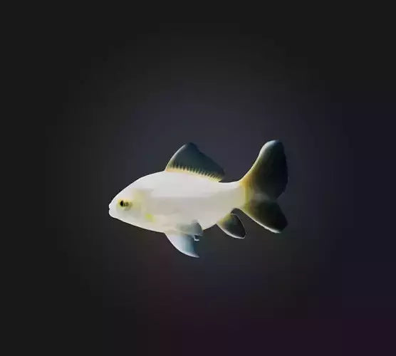3D model Carassius auratus Fish VR / AR / low-poly