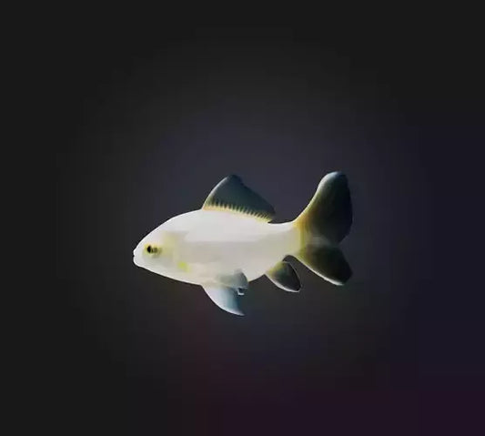 3D model Carassius auratus Fish VR / AR / low-poly