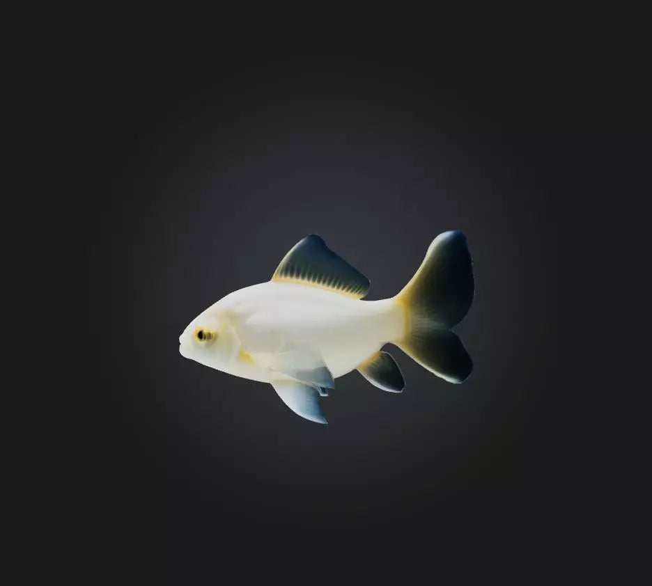 3D model Carassius auratus Fish VR / AR / low-poly