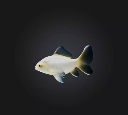 3D model Carassius auratus Fish VR / AR / low-poly