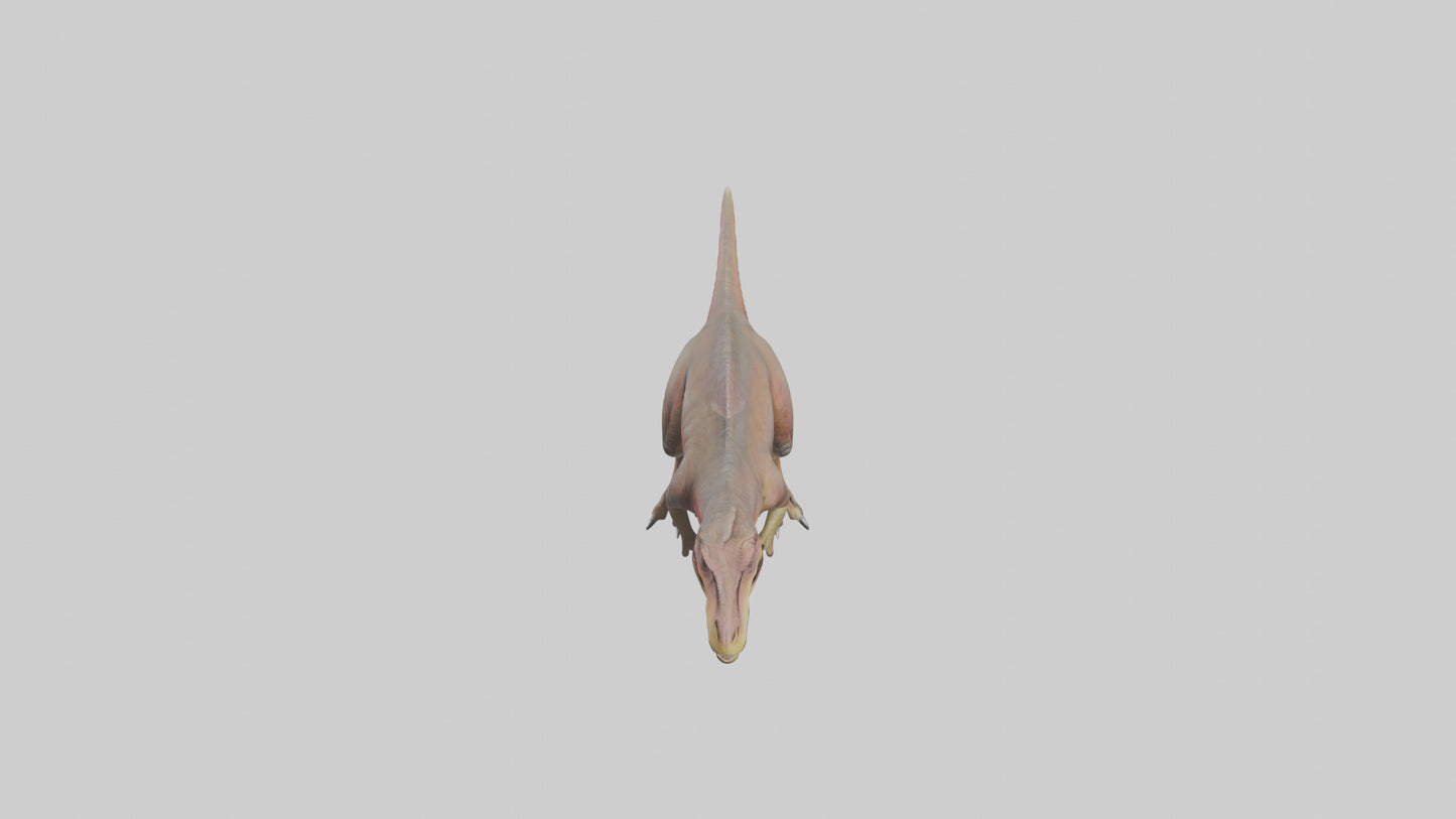 3D model Carcharodontosaurus model VR / AR / low-poly
