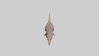 3D model Carcharodontosaurus model VR / AR / low-poly