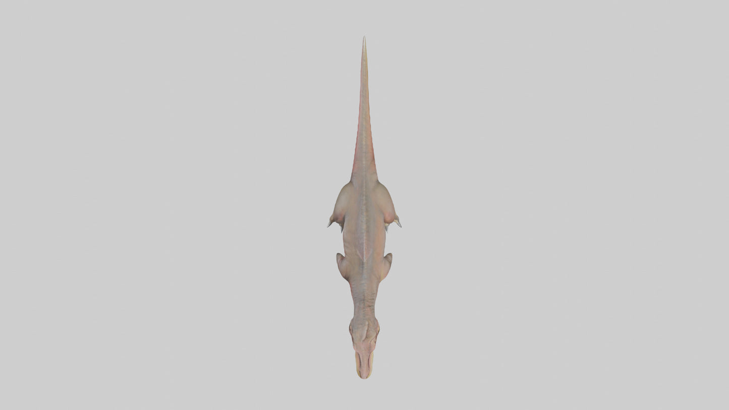 3D model Carcharodontosaurus model VR / AR / low-poly