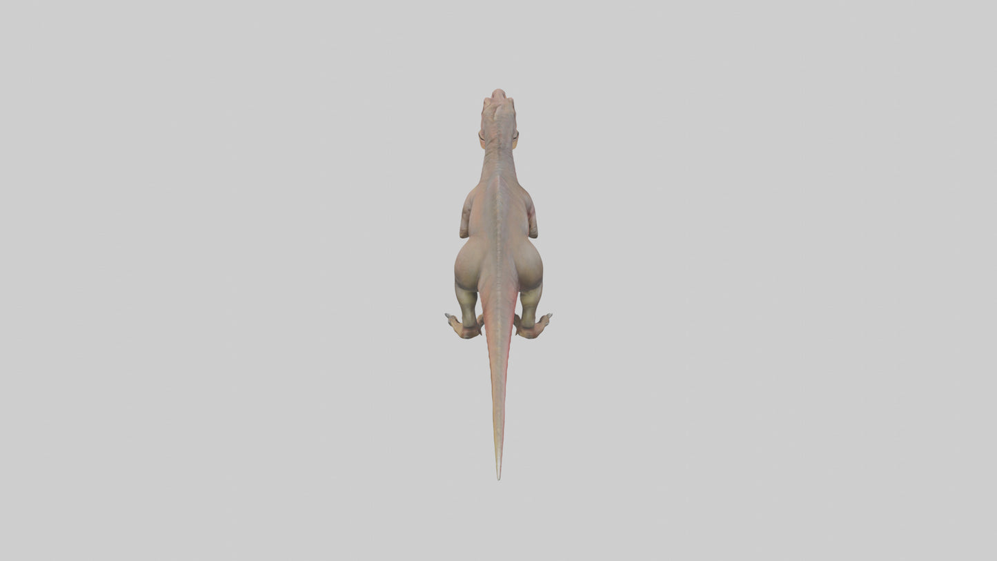 3D model Carcharodontosaurus model VR / AR / low-poly