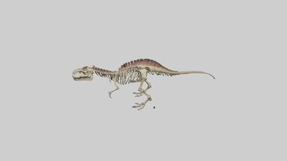 3D model Carcharodontosaurus Skeleton model VR / AR / low-poly