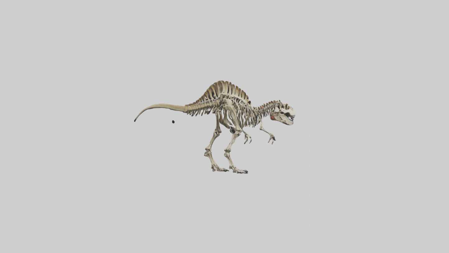 3D model Carcharodontosaurus Skeleton model VR / AR / low-poly