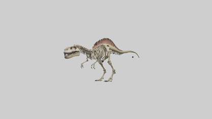 3D model Carcharodontosaurus Skeleton model VR / AR / low-poly