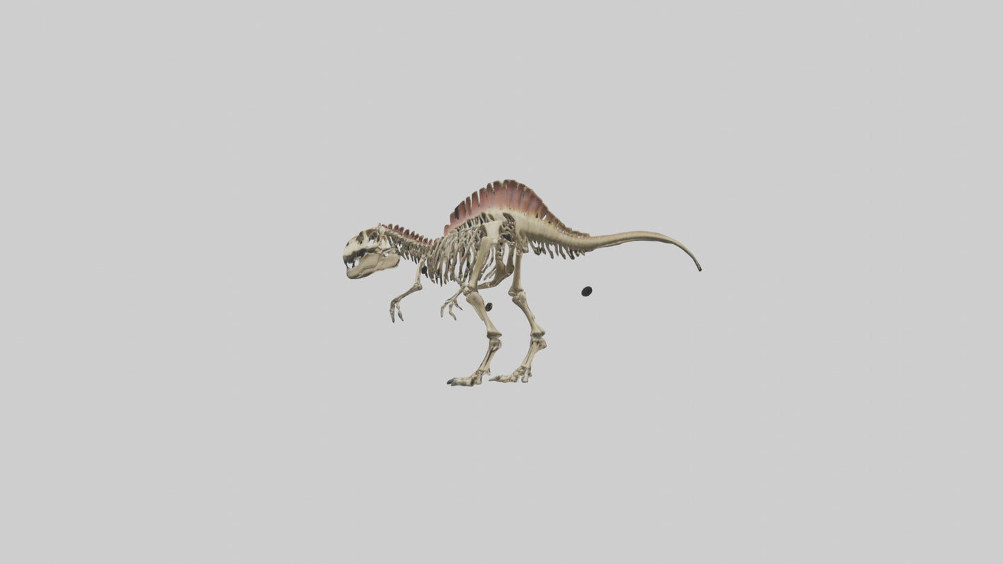 3D model Carcharodontosaurus Skeleton model VR / AR / low-poly