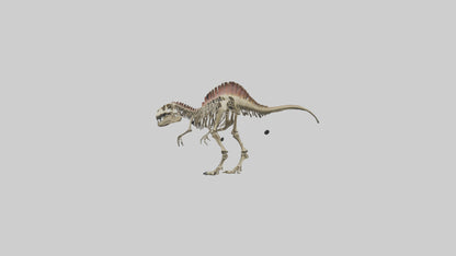 3D model Carcharodontosaurus Skeleton model VR / AR / low-poly