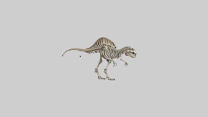 3D model Carcharodontosaurus Skeleton model VR / AR / low-poly