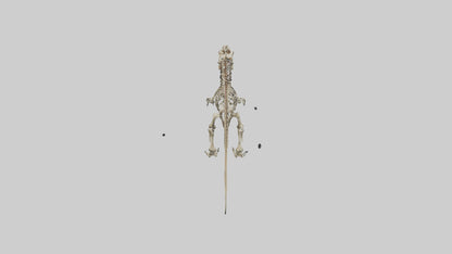 3D model Carcharodontosaurus Skeleton model VR / AR / low-poly