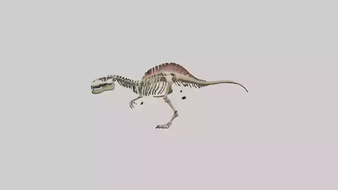 3D model Carcharodontosaurus Skeleton model VR / AR / low-poly