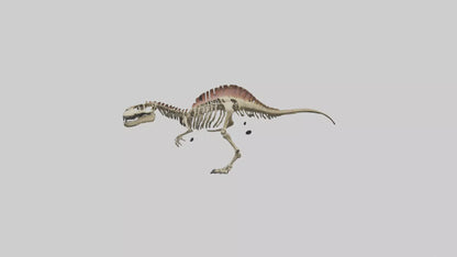 3D model Carcharodontosaurus Skeleton model VR / AR / low-poly