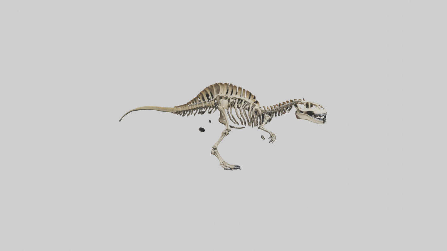 3D model Carcharodontosaurus Skeleton model VR / AR / low-poly