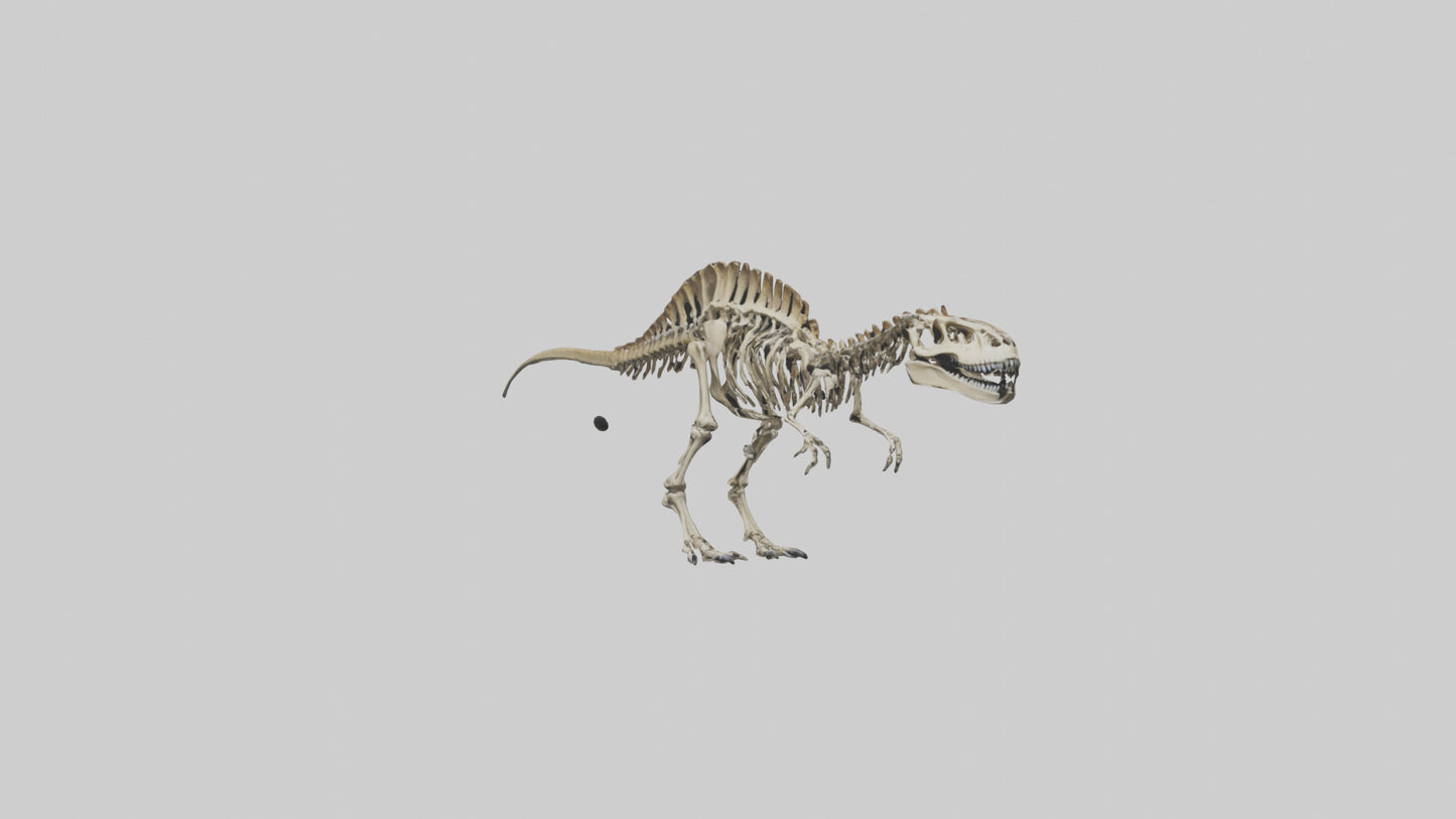 3D model Carcharodontosaurus Skeleton model VR / AR / low-poly