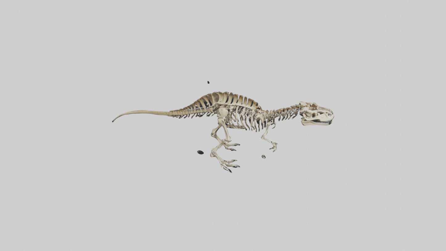 3D model Carcharodontosaurus Skeleton model VR / AR / low-poly