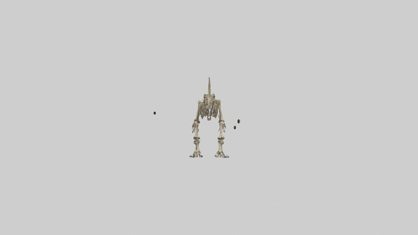 3D model Carcharodontosaurus Skeleton model VR / AR / low-poly