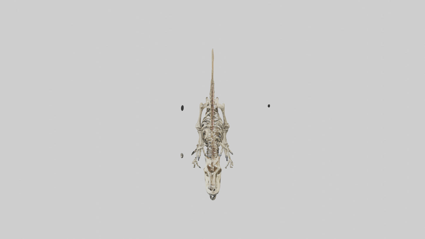3D model Carcharodontosaurus Skeleton model VR / AR / low-poly