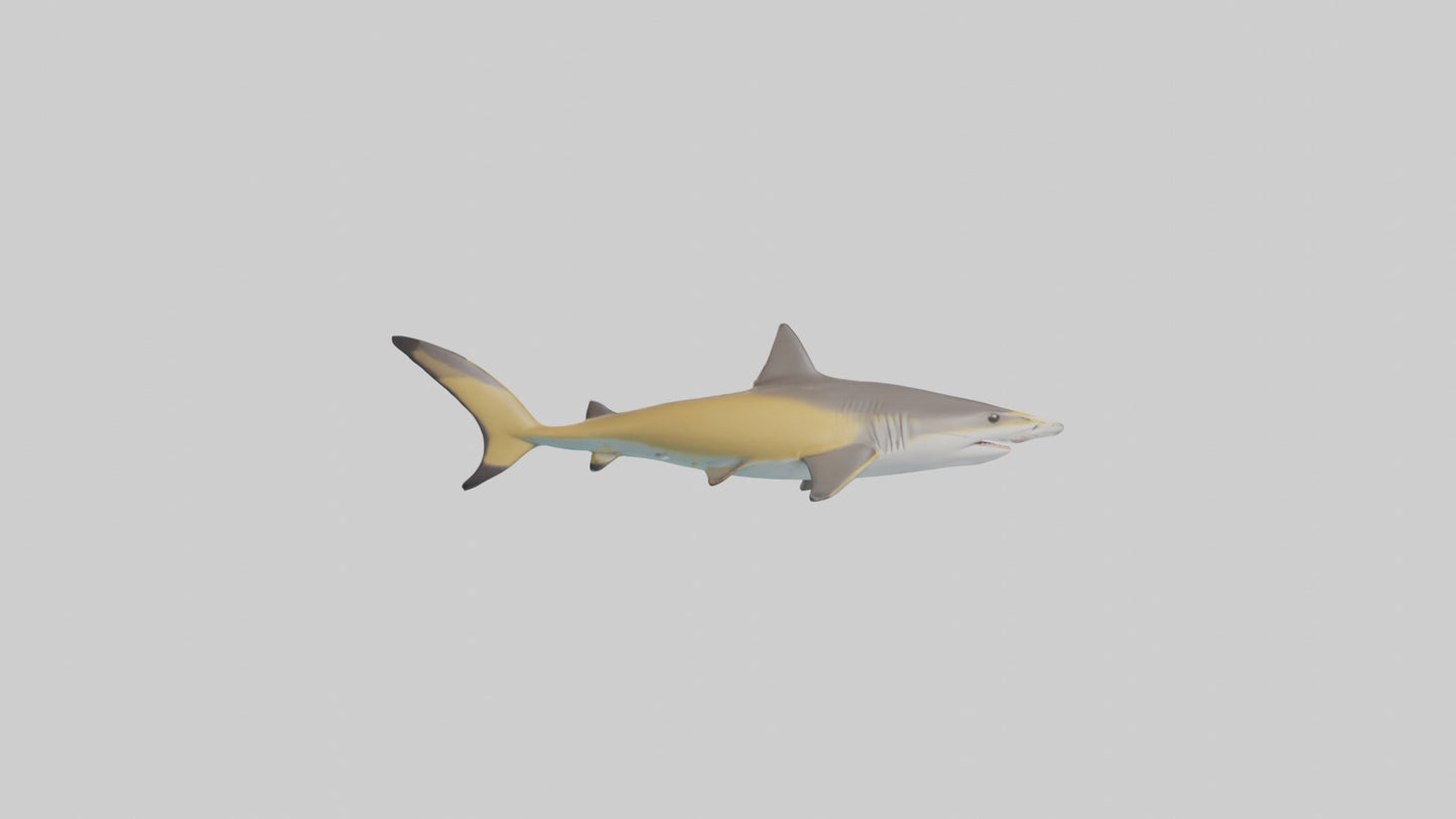 Caribbean Reef Shark swimming model VR / AR / low-poly