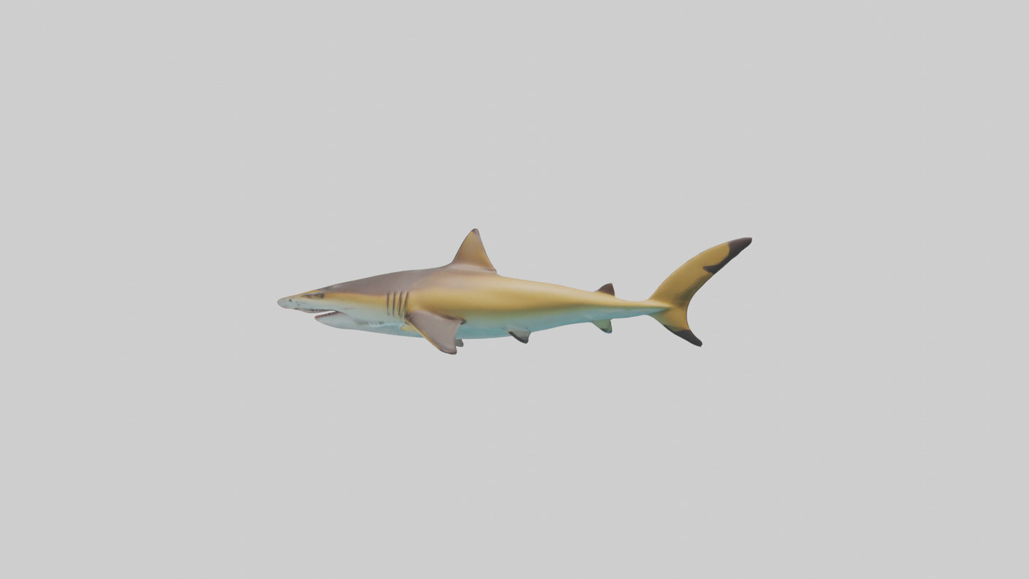 Caribbean Reef Shark swimming model VR / AR / low-poly